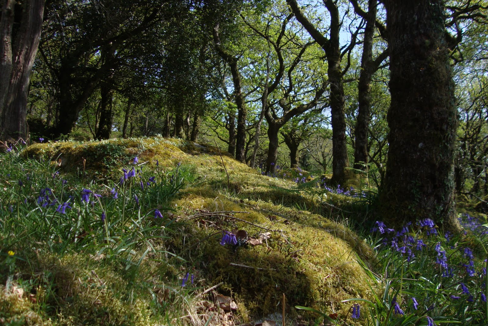 Dartmoor in Spring 4